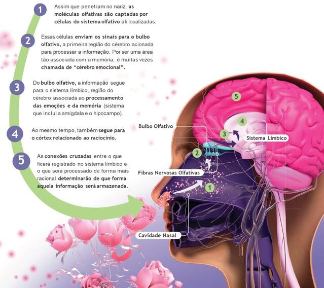 1. Assim que penetram no nariz, as moléculas olfativas são captadas por células do sistema olfativo ali localizadas.  2. Essas células enviam os sinais para o bulbo olfativo, a primeira região do cérebro acionada para processar a informação. Por ser uma área tão associada com a memória, é muitas vezes chamada de “cérebro emocional”.  3. Do bulbo olfativo, a informação segue para o sistema límbico, região do cérebro associada ao processamento das emoções e da memória (sistema que inclui a amígdala e o hipocampo).  4. Ao mesmo tempo, também segue para o córtex relacionado ao raciocínio.  5. As conexões cruzadas entre o que ficará registrado no sistema límbico e o que será processado de forma mais racional determinarão de que forma aquela informação será armazenada.
