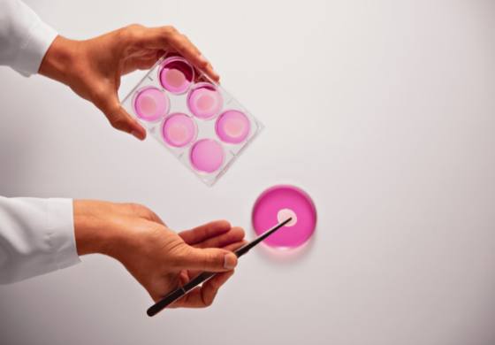 Duas mãos em mangas brancas manipulam materiais de laboratório sobre um fundo branco. Uma mão segura uma placa de seis poços, cada um contendo um líquido rosa. A outra mão segura delicadamente um objeto escuro e fino sobre um único poço circular com o mesmo líquido. A iluminação suave cria sombras sutis, focando a atenção na manipulação precisa.