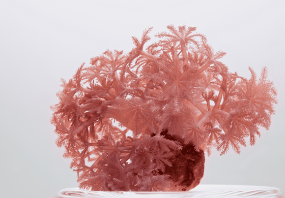 Uma formação coralina rosa pálido se eleva de uma base marrom texturizada. Seus ramos delicados e ramificados se assemelham a pequenas árvores ou penas. A luz suave incide sobre a estrutura complexa, revelando detalhes finos e uma textura aveludada. A base parece estar levemente imersa em água, refletindo sutilmente a luz. O fundo branco e homogêneo destaca a beleza orgânica e a intrincada arquitetura do coral.