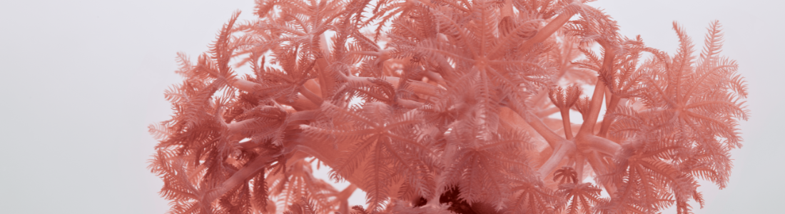 Uma formação coralina rosa pálido se eleva de uma base marrom texturizada. Seus ramos delicados e ramificados se assemelham a pequenas árvores ou penas. A luz suave incide sobre a estrutura complexa, revelando detalhes finos e uma textura aveludada. A base parece estar levemente imersa em água, refletindo sutilmente a luz. O fundo branco e homogêneo destaca a beleza orgânica e a intrincada arquitetura do coral.