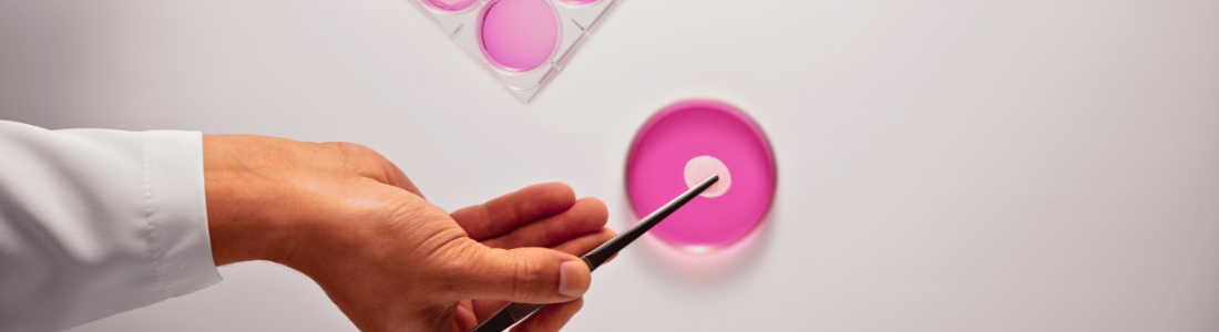 A hand using tweezers to place a sample into a petri dish with pink liquid in a lab.