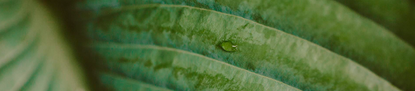 Imagem com zoom de uma planta