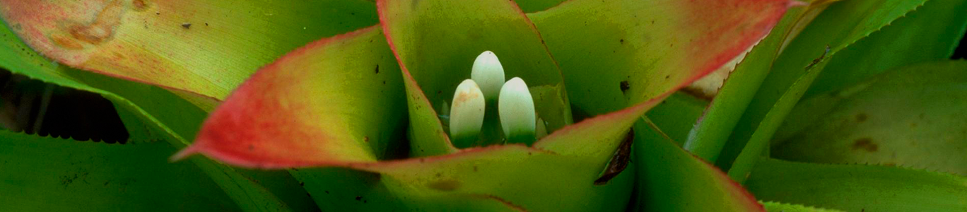 Imagem da planta Bromélia