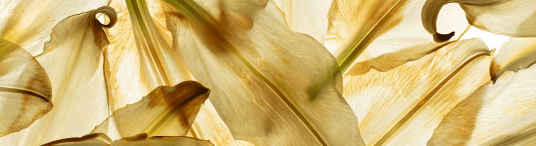 Pétalas de lírio amareladas e translúcidas se sobrepõem, criando um padrão orgânico e delicado. A luz que passa através delas revela suas texturas finas e veias sutis. Alguns pistilos verdes e finos também estão entre as pétalas. As bordas das pétalas exibem tons mais escuros de amarelo e sinais de desidratação. A composição close-up preenche todo o quadro, focando na beleza efêmera das partes da flor em processo de secagem.