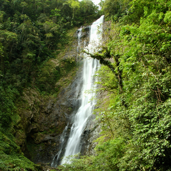 Uma cachoeira alta e esguia despenca por uma escarpa rochosa escura, cercada por vegetação verde exuberante. A água cai em um fluxo branco leitoso, contrastando com as rochas musgosas e a densa floresta tropical. Na parte inferior, a água se espalha sobre pedras grandes e irregulares, formando um riacho com correnteza visível. A vegetação densa cobre as encostas laterais, com árvores altas alcançando o topo do quadro. A luz natural ilumina a queda d'água, criando um ponto focal em meio ao cenário natural selvagem.