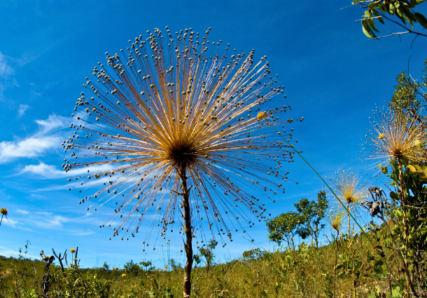 Uma planta peculiar com um caule fino e uma inflorescência esférica dourada se destaca contra um céu azul vibrante com nuvens brancas esparsas. A esfera é composta por inúmeras hastes finas irradiando de um ponto central, cada uma terminando em pequenas estruturas escuras. A vegetação rasteira e seca do Cerrado brasileiro preenche o primeiro plano e o horizonte distante, com outras inflorescências semelhantes visíveis em menor foco. A luz do sol ilumina a planta principal, criando um contraste marcante com o céu. A imagem captura a beleza singular e a resiliência da flora nativa.