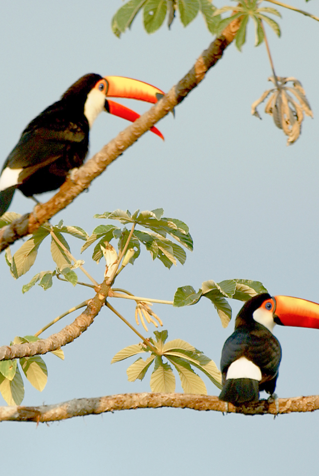 Dois tucanos-toco, com seus característicos bicos laranja e corpo preto com garganta branca, estão pousados em galhos separados de uma árvore sob um céu claro. As aves exibem a coloração típica da espécie, incluindo o anel azul ao redor dos olhos e a área vermelha sob a cauda. As folhas verdes da árvore sugerem um habitat natural.