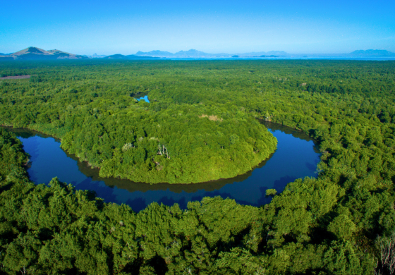 Uma vista aérea panorâmica revela um rio sinuoso de águas escuras serpenteando através de uma vasta extensão de floresta verde densa. A curva acentuada do rio quase circunda uma área de mata mais clara em seu interior. A copa das árvores forma um tapete contínuo, pontuado por algumas clareiras e variações de tonalidade verde. O rio reflete a luz do céu em alguns pontos, criando um contraste com a vegetação circundante. A imagem captura a imensidão e a beleza natural de uma paisagem fluvial florestada.