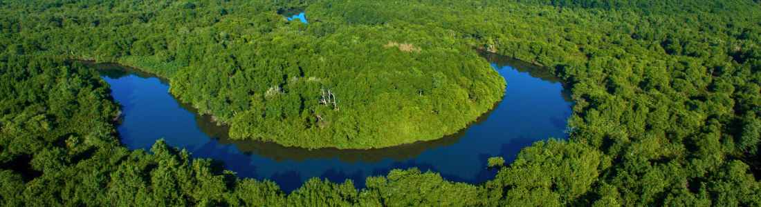Uma vista aérea panorâmica revela um rio sinuoso de águas escuras serpenteando através de uma vasta extensão de floresta verde densa. A curva acentuada do rio quase circunda uma área de mata mais clara em seu interior. A copa das árvores forma um tapete contínuo, pontuado por algumas clareiras e variações de tonalidade verde. O rio reflete a luz do céu em alguns pontos, criando um contraste com a vegetação circundante. A imagem captura a imensidão e a beleza natural de uma paisagem fluvial florestada.