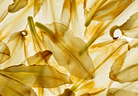 Pétalas de lírio amareladas e translúcidas se sobrepõem, criando um padrão orgânico e delicado. A luz que passa através delas revela suas texturas finas e veias sutis. Alguns pistilos verdes e finos também estão entre as pétalas. As bordas das pétalas exibem tons mais escuros de amarelo e sinais de desidratação. A composição close-up preenche todo o quadro, focando na beleza efêmera das partes da flor em processo de secagem.
