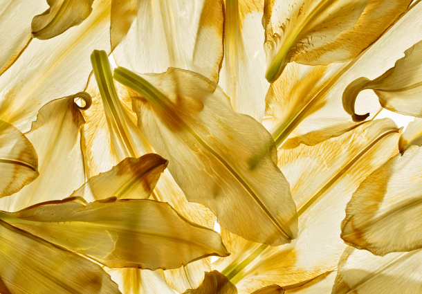 Pétalas de flores em tons dourados sobre fundo claro, em composição artística.