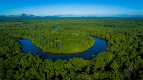 Floresta densa com rio sinuoso vista do alto, em paisagem natural e preservada.
