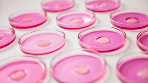 Placas de petri com solução rosa usadas em pesquisas científicas sem testes em animais.