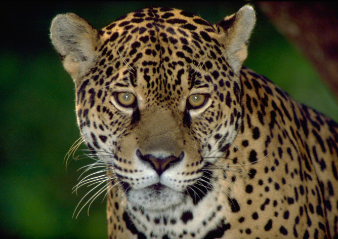 A imagem mostra o animal silvestre onça pintada, em um enquadramento aproximado.