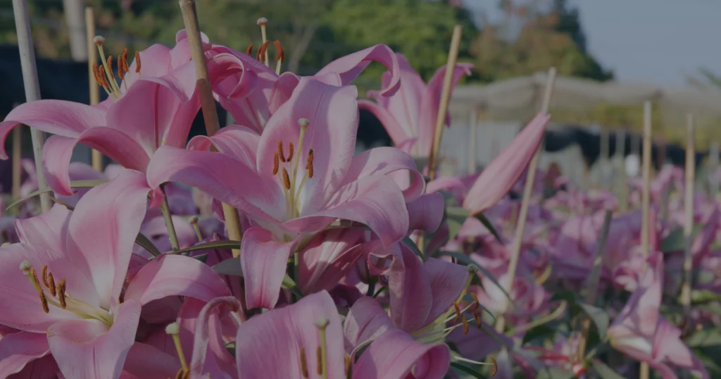 Close-up de lírios cor-de-rosa floridos, cultivados em ambiente externo ou estufa. Pétalas rosas e recurvadas com anteras marrons e pólen.