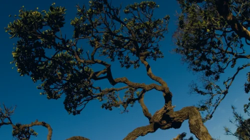 A imagem mostra, em primeiro plano, um enquadramento aproximado dos galhos de uma árvore sobre um céu azul e sem nuvens.