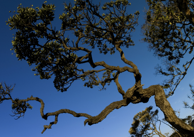 A imagem mostra, em primeiro plano, um enquadramento aproximado dos galhos de uma árvore sobre um céu azul e sem nuvens.