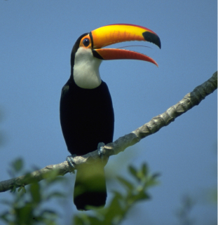 Uma fotografia em plano médio captura um tucano-toco pousado verticalmente sobre um galho texturizado e inclinado de uma árvore. A ave destaca-se por sua plumagem preta e densa no corpo e uma área branca e marcante no peito e no pescoço, circundando seus olhos de contorno alaranjado. O grande e característico bico está ligeiramente aberto, exibindo tons vibrantes de amarelo e laranja com uma mancha preta marcante na ponta superior. O fundo da imagem apresenta um céu azul-celeste limpo e suave, enquanto pequenas folhas verdes e ramagens aparecem levemente desfocadas na parte inferior da cena, enfatizando a beleza natural da ave em seu ambiente.