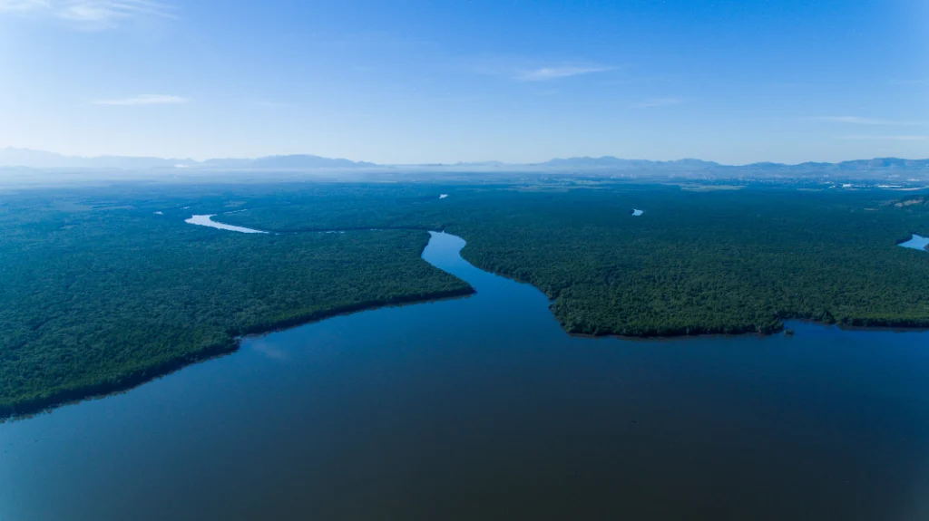 Uma fotografia exibe a vegetação de manguezal verde e preservada na região da Baía de Guanabara, no Rio de Janeiro.