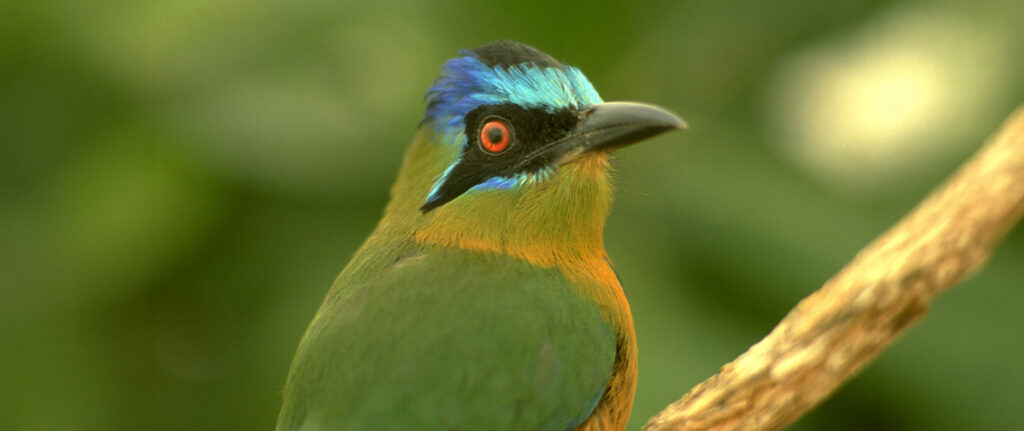 A imagem mostra um enquadramento aproximado de um pássaro com plumagem multicolorida em tons de verde, azul e amarelo, em um fundo desfocado que lembra um ambiente silvestre.