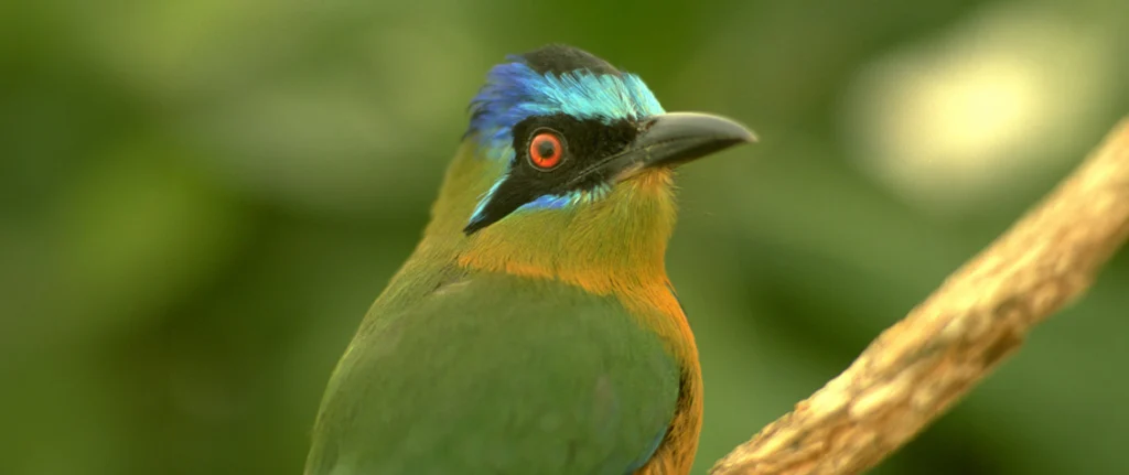 Pássaro em close-up com plumagem em verde, azul e amarelo. Fundo desfocado que sugere ambiente silvestre.